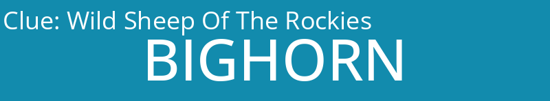 Wild Sheep Of The Rockies