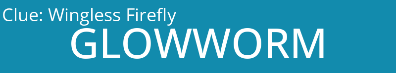 Wingless Firefly