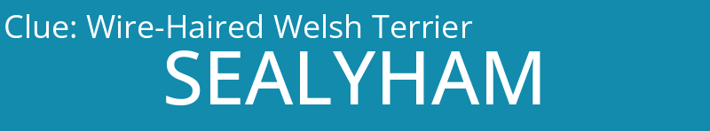 Wire-Haired Welsh Terrier