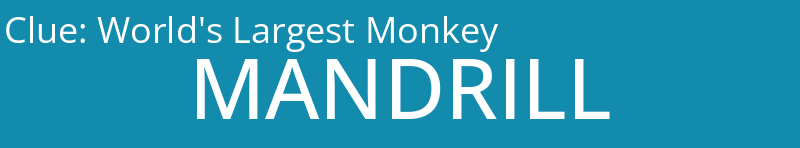 World's Largest Monkey