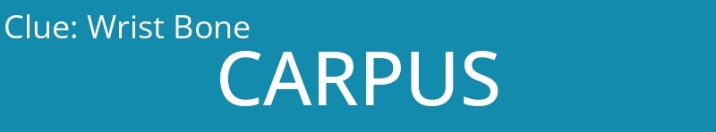 Wrist Bone