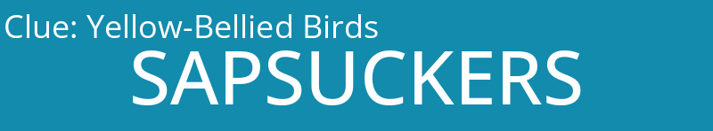 Yellow-Bellied Birds