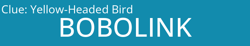 Yellow-Headed Bird