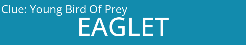 Young Bird Of Prey