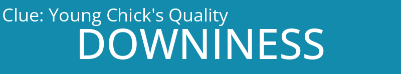 Young Chick's Quality