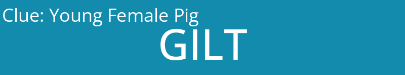 Young Female Pig