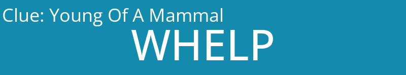 Young Of A Mammal