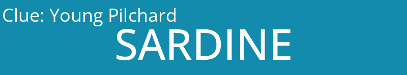 Young Pilchard